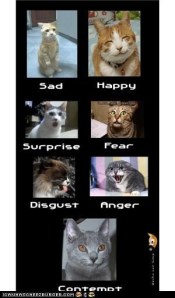 Cat Emotions