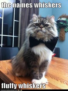 Fluffy Whiskers